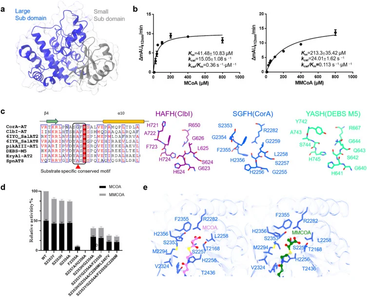Structural and functional analysis of the CorA-AT domain. (a) Overall structure of the CorA-AT domain, showing the large (blue) and small (gray) subdomains. (b) Michaelis–Menten kinetic analysis of CorA-AT with M-CoA and MM-CoA. (c) Sequence alignment of AT domains highlighting the substrate-specifi