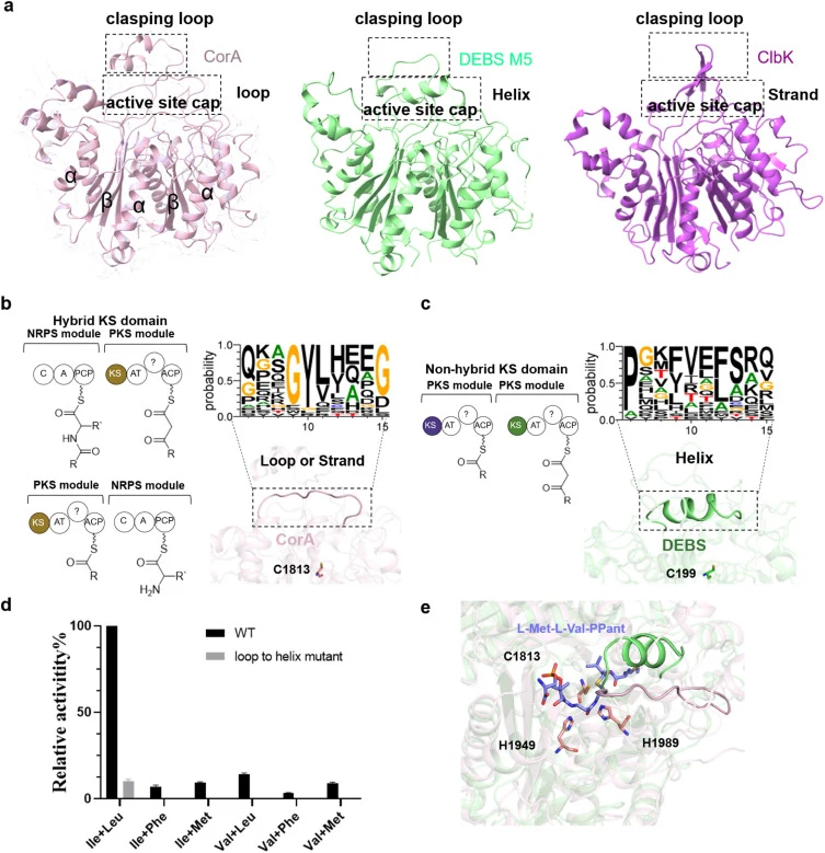 Structural and functional analysis of the active-site cap in hybrid and canonical KS domains. (a) Structural comparison of the active site cap and clasping loop in the CorA (pink, loop), DEBS M5 (green, helix), and ClbK (purple, strand) KS domains. (b) Consensus sequence logo and schematic of the ca