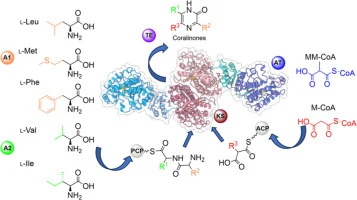 Insights into Pyrazinone Biosynthesis from Biochemical and C