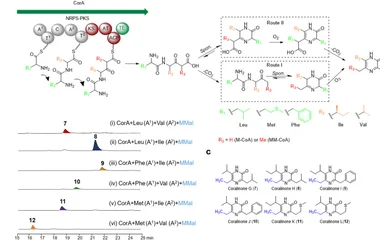 CorA杂合酶研究揭示吡嗪酮生物合成机制