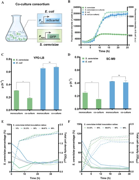 Characterization of the growth patterns of E. coli-S. cerevisiae co-culture. (A) Schematic illustration of the synthetic cross-species E. coli-S. cerevisiae co-culture system. (B) Comparison of fluorescence intensities of E. coli and S. cerevisiae under co-culture and monoculture conditions. Specifi