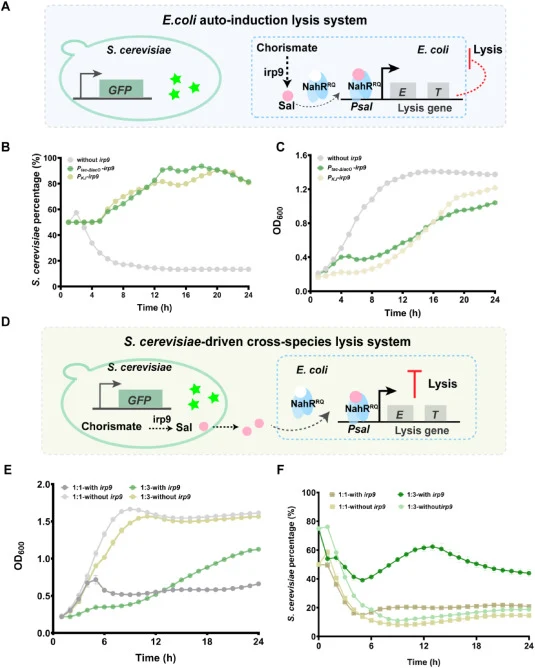 Characterization of the autonomous population control circuits within the E. coli-S. cerevisiae cross-species consortia. (A) Schematic diagram of a microbial consortia containing the E. coli auto-induction lysis system. Evaluation of the yeast population proportion (B) and total OD600 (C) in consort