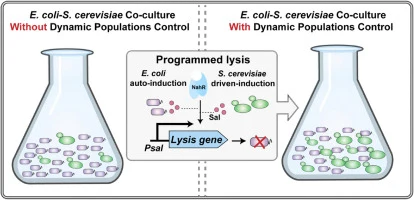 Dynamic Populations Control of Escherichia coli and Saccharo