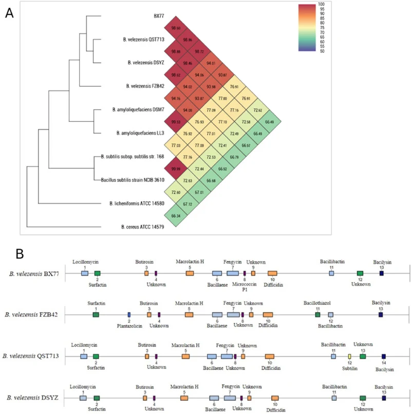 Genomic characterization of B. velezensis BX77. (A) Heat map of average nucleotide identity (OrthoANI) values of BX77 and closely related Bacillus strains. (B) Comparison of the biosynthetic gene clusters encoding bioactive metabolites in B. velezensis strains BX77, FZB42, QST713, and DSYZ, generate