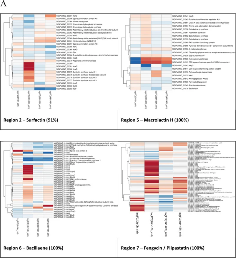 Heatmaps of log2 fold change (log2FC) values for genes within the 13 BGC regions. A. Genes with significant similarity to known clusters (Regions 2, 5, 6, 7, 10, 11, and 13; similarity 91–100%) across 0, 18, 36, and 48 h, comparing B. velezensis BX77 grown in sprout extract (SE) versus LB medium. B.