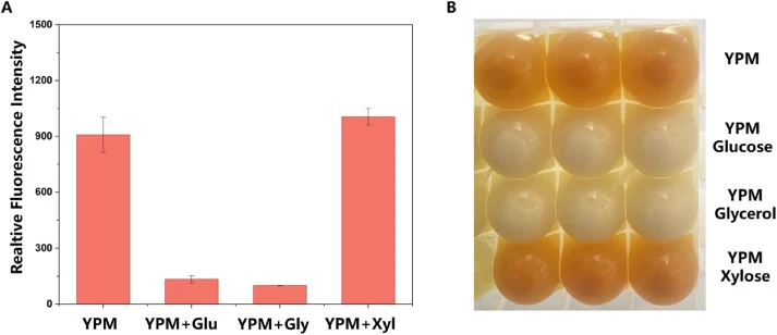 Effect of different carbon sources on methanol-induced expression in P. pastoris. (A) Relative mCherry fluorescence intensity of reporter strains cultured in YPM medium supplemented with 2% (w/v) glucose, glycerol, or xylose. (B) β-Carotene production of reporter strains grown under the same conditi