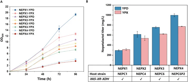 Growth and nepetalactol production of xylose-utilizing P. pastoris strains. (A) Growth curves of NEPX1–NEPX4 in YPD and YPX media containing 2% (w/v) glucose and 2% (w/v) xylose, respectively. OD600 was measured during cultivation. (B) Nepetalactol production by NEPX1–NEPX4 in YPD (blue) and YPX (pi