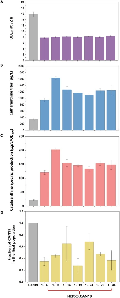 Optimization of the NEPX3-to-CAN19 inoculation ratio for catharanthine production. (A) Final biomass (OD600), (B) catharanthine titers, (C) catharanthine specific production (μg/L/OD600), and (D) final CAN19 population fraction determined by differential plate counting on SCD and SCX agar, after 72