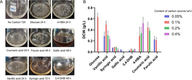 The utilization of lignin‑derived aromatics by M. thermophila. (A) Growth phenotype of the WT strain in VMM supplied with different lignin-derived aromatics as individual carbon sources (0.1%, w/v) under flask-culture conditions. (B) Mycelial DCW of the WT strain in VMM supplied with different ligni