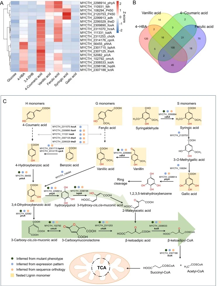 Transcriptomic analysis of lignin-derived aromatic compound assimilation in Myceliophthora thermophila. (A) Heatmap of candidate gene expression profiles across various lignin‑derived aromatics (Z-score normalized log2-transformed RPKM; data represent means of three independent biological replicates