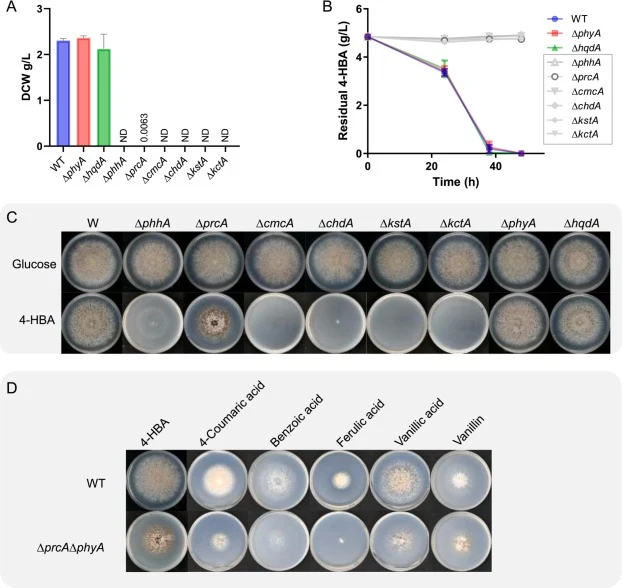 Impact of gene deletions on lignin-derived aromatic utilization. Mycelial DCW (A) and residual 4-HBA (B) of different mutants cultured in flasks. (C) Phenotypes of the WT and deletion mutants cultured on agar plates with 4-HBA as the sole carbon source (0.1%, w/v; 5 days). (D) Growth phenotypes of t