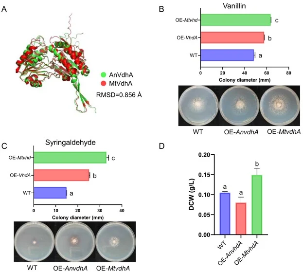 Enhanced utilization of aromatic aldehydes in M. thermophila through overexpression of vanillin dehydrogenases. (A) Comparison of the predicted 3D structures of AnVdhA and MtVdhA generated by AlphaFold 3. Growth phenotypes of the WT, OE-AnvdhA and OE-MtvdhA on agar plates containing VMM supplemented