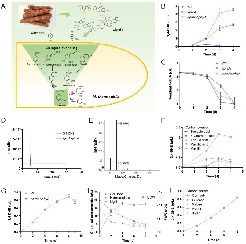 Evaluation of 3,4-DHB production in engineered M. thermophila. (A) Direct biosynthesis of 3,4-DHB from corncob by M. thermophila via a biological funneling strategy. (B) Accumulation of 3,4-DHB synthesized from 4-HBA in WT, ΔprcA and ΔprcAΔphyA. (C) Time-course of 4-HBA consumption during the biocon
