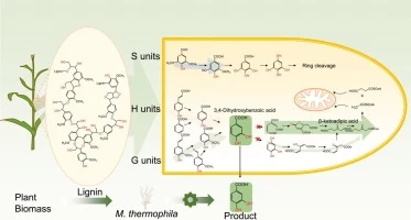 Uncovering lignin metabolism in Myceliophthora thermophila t
