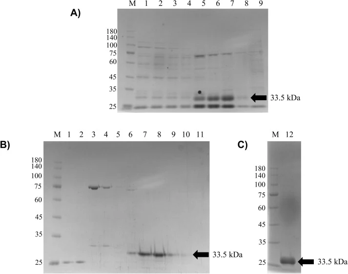 SDS-PAGE (12%) analysis of the two-step purification process of recombinant scFv-TiLV. (A) Initial capture via Ni-NTA affinity chromatography: Lane M: protein molecular weight marker (kDa); Lanes 1–2: 15 mM imidazole wash; Lanes 3–4: 20 mM imidazole wash; Lanes 5–6: 50 mM imidazole wash; Lanes 7–8: