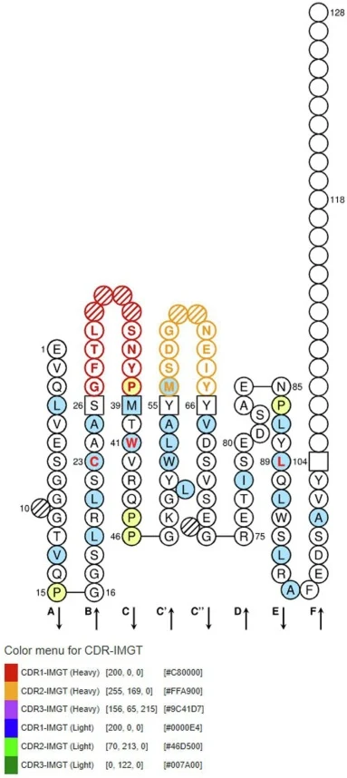 IMGT Collier de Perles representation of the VH domain of the engineered antibody. Amino acid positions and structural annotations are defined according to the IMGT unique numbering system. The CDRs are colour-coded as follows: CDR1-IMGT in red (hatched circles) and CDR2-IMGT in orange (hatched circ