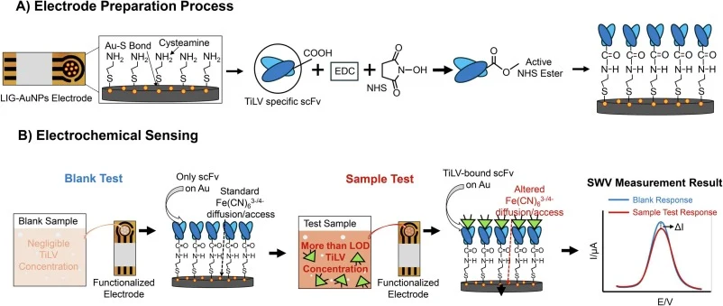 Schematic illustration of the immunoelectrode fabrication and electrochemical biosensing workflow for TiLV detection. (A) Electrode preparation process: Specification of the surface modification on the LIG-AuNPs electrode. A self-assembled monolayer (SAM) is formed via cysteamine functionalization t