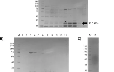 基于scFv的TiLV电化学生物传感器
