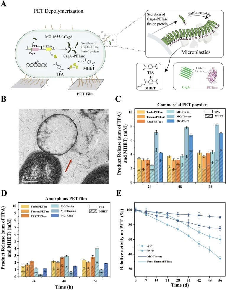 Efficient PET depolymerization via curli-displayed IsPETase variants coupled with intracellular TfCa. (A) Schematic of the PET depolymerization module featuring surface-displayed IsPETase and intracellular TfCa in E. coli MG1655(DE3). (B) TEM image showing CsgA curli fibers (arrow) on the MC-Thermo