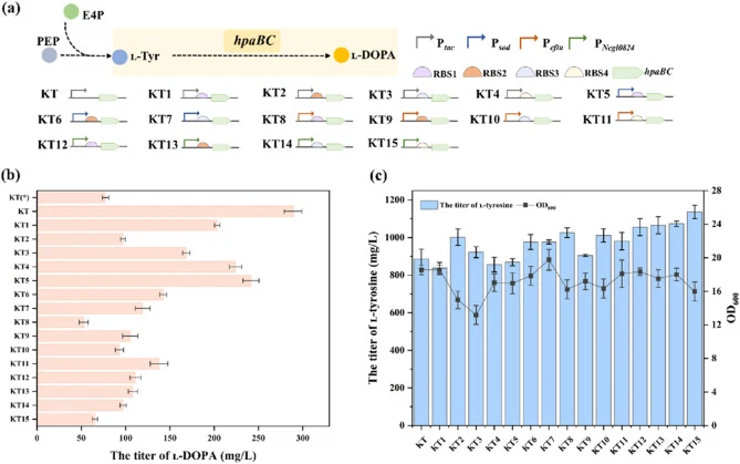 Construction and fermentation performance evaluation of recombinant C. glutamicum for de novo ʟ-DOPA biosynthesis. (a) Schematic illustration of the construction of recombinant C. glutamicum strains KT01–KT15. (b) Comparison of ʟ-DOPA titers among recombinant C. glutamicum KT01–KT15. (c) Biomass acc