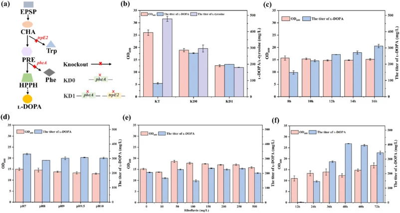 Effects of deleting competing metabolic pathways on ʟ-DOPA production in C. glutamicum. (a) Schematic diagram of the gene engineering approach. EPSP, 5-enolpyruvylshikimate-3-phosphate; CHA, Chorismate; PRE, Prephenate; HPPH, 4-hydroxyphenylpyruvate; trpE2, encoding anthranilate synthase; pheA, enco