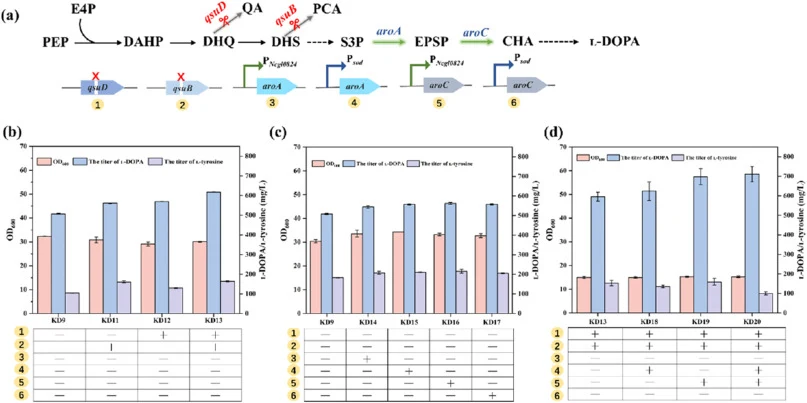 Promotion of ʟ-DOPA biosynthesis through strengthening the shikimate primary metabolic pathway. (a) Schematic diagram of the gene engineering approach. PEP, Phosphoenolpyruvate; E4P, Erythrose-4-phosphate; DAHP, 3-Deoxy-d-arabino-heptulosonate-7-phosphate; DHQ, 3-Dehydroquinate; QA, Quinate; DHS, 3-