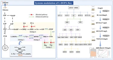 Heterologous expression of hydroxylase coupled with pathway