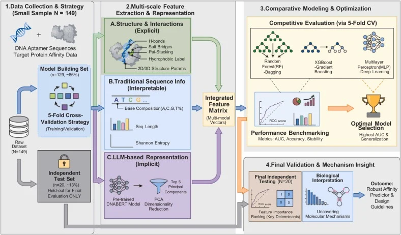 Schematic illustration of the feature-informed machine learning workflow. The integrated analytical pipeline encompasses four core stages: (1) stringent dataset partitioning for robust modeling; (2) multi-dimensional feature engineering combining explicit structural interactions, traditional sequenc