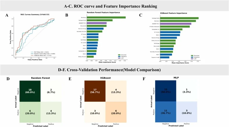 Feature-informed interpretation through the modeling of experimentally measured affinities derived from unbiased sampling. (A) Comparison of ROC curves for the RF, XGBoost, and MLP models using five-fold cross-validation. (B, C) Feature importance rankings derived from the (B) RF and (C) XGBoost mod