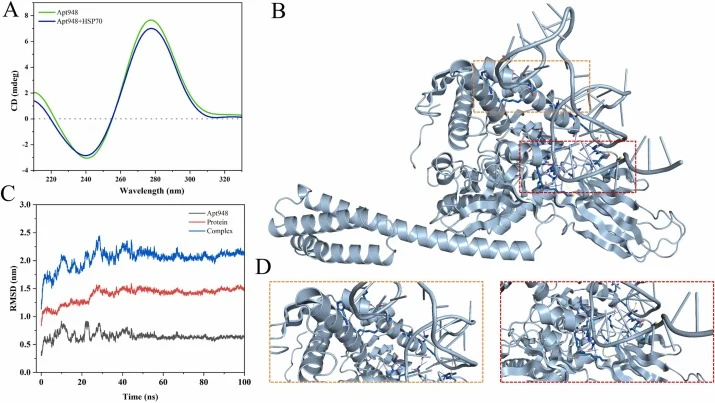 Characterization of the high-affinity aptamer Apt948 and 3D structural prediction of its interaction with HSP70. (A) CD spectroscopy analysis of Apt948 and HSP70. (B) Analysis of the molecular interaction between Apt948 and HSP70. (C) Root-mean-square deviation (RMSD) analysis of the Apt948-HSP70 co