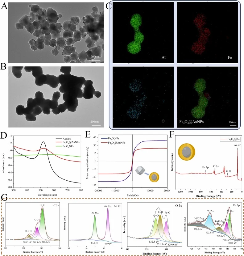 Synthesis and characterization of Fe₃O₄@AuNPs. (A) TEM images of Fe₃O₄ NPs. (B) TEM images of Fe₃O₄@AuNPs. (C) Energy-dispersive X-ray spectroscopy (EDS) profile of Fe₃O₄@AuNPs. (D) UV-Vis spectra of AuNPs, Fe₃O₄ NPs, and Fe₃O₄@AuNPs. (E) Magnetic properties measured via VSM. (F) XPS survey spectrum