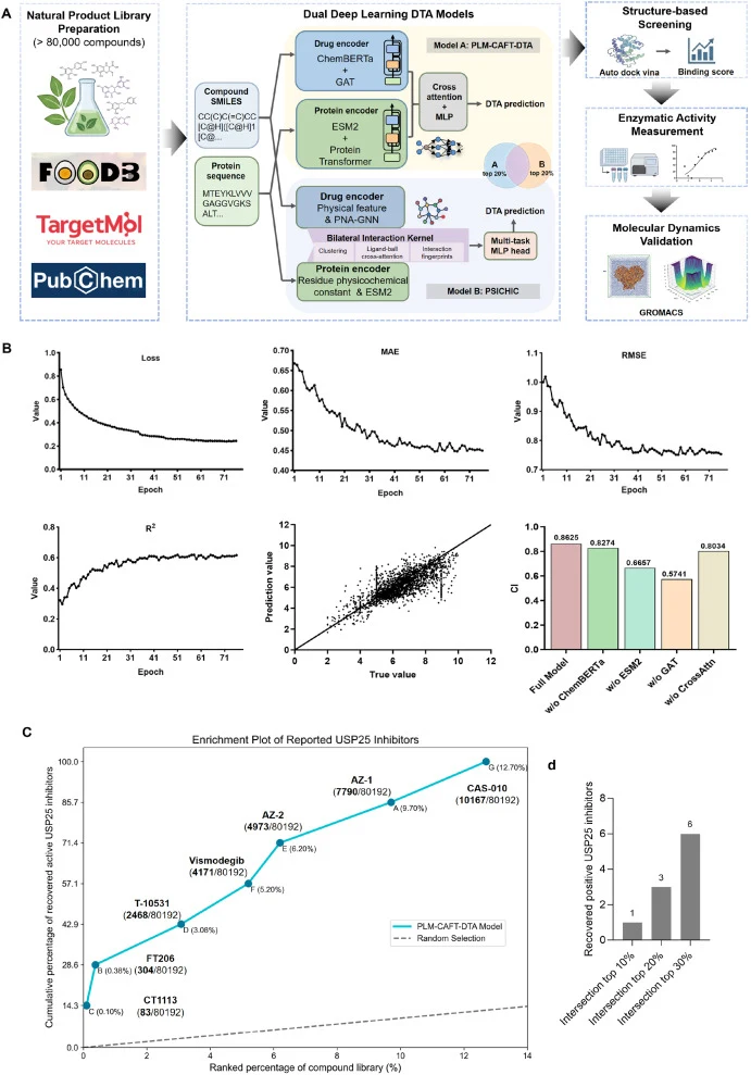 Schematic overview of the screening workflow and model enrichment performance. (a) Dual deep-learning DTA prediction, and three tiers of orthogonal experimental validation pipelines; (b) Performance metrics of the PLM-CAFT-DTA model (https://github.com/tsun10003/PLM-CAFT-DTA); (c) Enrichment assessm