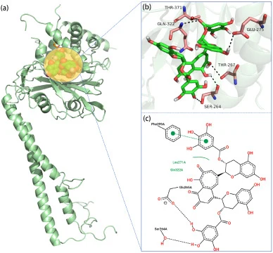 Binding modes between TF and USP25. (a) Overall positional distribution of TF inside the USP25 binding pocket; (b) Close-up view of hydrogen-bond interactions at the ligand-binding interface; (c) Two-dimensional schematic summarizing categorized intermolecular contacts between TF and surrounding poc