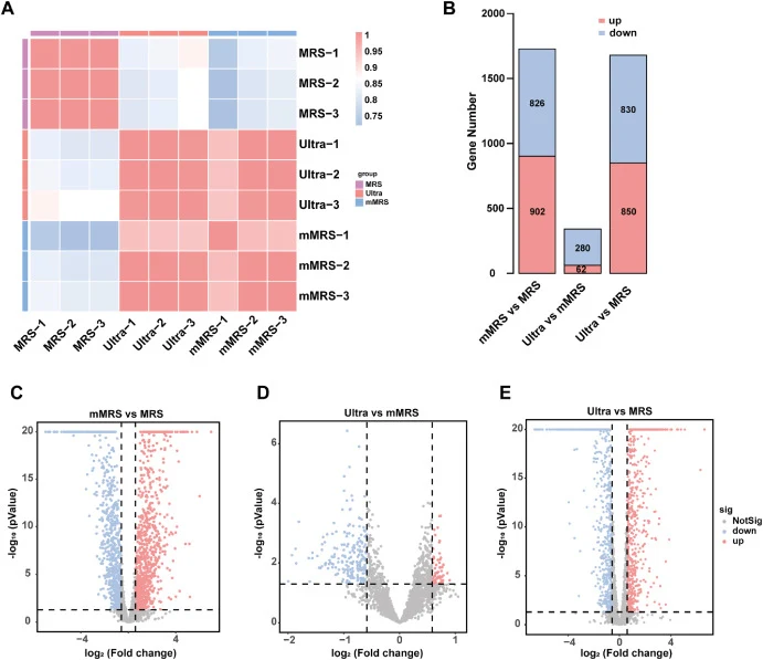 Transcriptomic overview of L. plantarum L13 under different fermentation conditions (A) Sample correlation heatmap among the MRS, mMRS, and Ultra groups; (B) Numbers of differentially expressed genes in the three pairwise comparisons, with red indicating upregulated genes and blue indicating downreg
