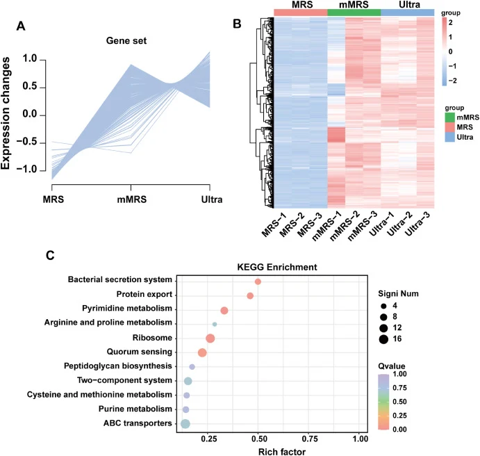 Identification, expression pattern and KEGG enrichment analysis of the progressively responsive upregulated gene set (A) Expression pattern of the selected gene set across the MRS, mMRS, and Ultra groups; (B) Heatmap of gene expression across individual samples; (C) KEGG enrichment analysis of the s