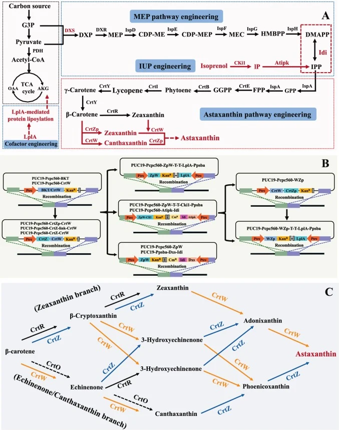 Biosynthetic pathway of astaxanthin and plasmid construction for heterologous gene expression. (A) Key regulatory genes involved in the astaxanthin biosynthesis pathway. Black arrows indicate endogenous pathways in Synechococcus elongatus PCC 7942; red arrows represent heterologously introduced path