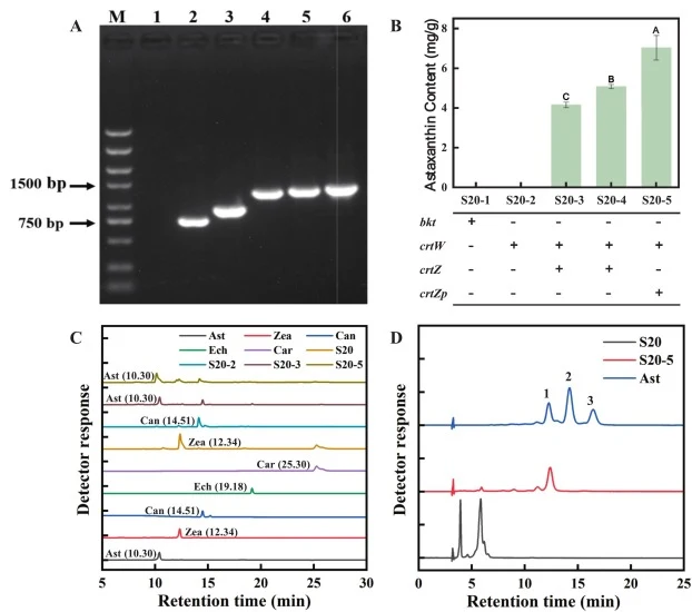 Construction of the astaxanthin biosynthesis pathway in strain S20 and its metabolic characterization. (A) Agarose gel electrophoresis of PCR products from genomic DNA of engineered strains. lane 1, S20 control; Lane 2, crtW gene in the S20-2 strain; lane 3, bkt gene in the S20-1 strain; lane 4, crt