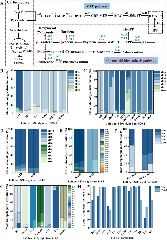 Targeted 13C isotope tracing in S20 and S20-5 using NaH13CO3. (A) Schematic representation of the metabolic network connecting central carbon metabolism to isoprenoid precursor formation and carotenoid biosynthesis. Blue and green values indicate the 13C-labeled fractions (%) of the corresponding me
