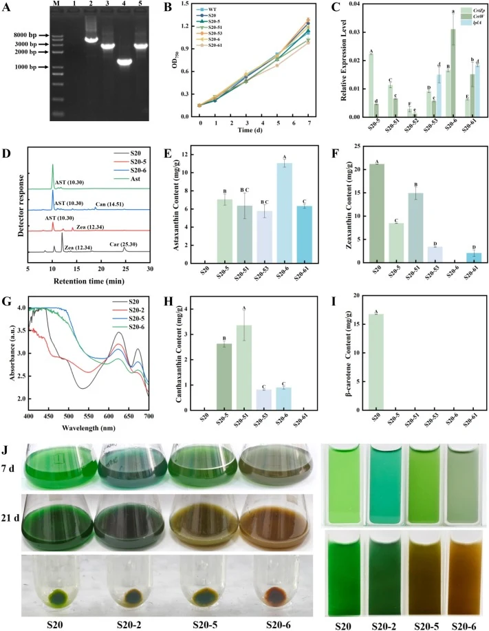 Engineering of S20 strains for astaxanthin biosynthesis and characterization of their metabolic features. (A) PCR verification of genomic integration of heterologous genes in strain S20. lane 1, S20 control; lane 2, Dxs-idi genes in strain S20-51; lane 3, crtZp-crtW-lplA gene in strain S20-53; lane
