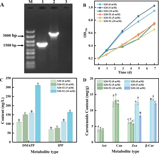 Construction and characterization of strain S20-52. (A) Agarose gel electrophoresis of PCR products from genomic DNA of engineered strains, confirming successful integration of target fragments. lane 1, atipk-idi genes in S20-52 strain; lane 2, cki1-crtZp-crtW genes in the S20-52 strain. (B) Growth