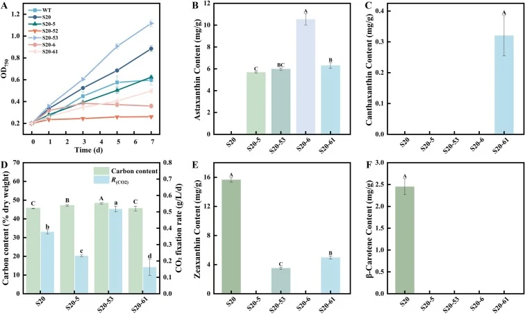 Growth performance, carbon fixation capacity, and carotenoid accumulation profiles of different strains under 10% CO2 conditions. (A) Growth curve. (B) Astaxanthin content. (C) Canthaxanthin content. (D) Carbon content and carbon fixation rate. (E) Zeaxanthin content. (F) β-carotene content. Differe