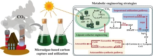 Metabolic rewiring of Synechococcus elongatus PCC 7942 enhan