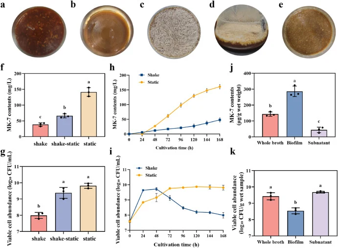 Culture morphology, menaquinone-7 (MK-7) accumulation, and viable-cell abundance of Bacillus subtilis 4-11 under different cultivation modes. (a) Uninoculated fermentation medium. (b) Shaking culture after 168 h. (c, d) Top and side views of the pellicle formed after 168 h of static cultivation. (e)