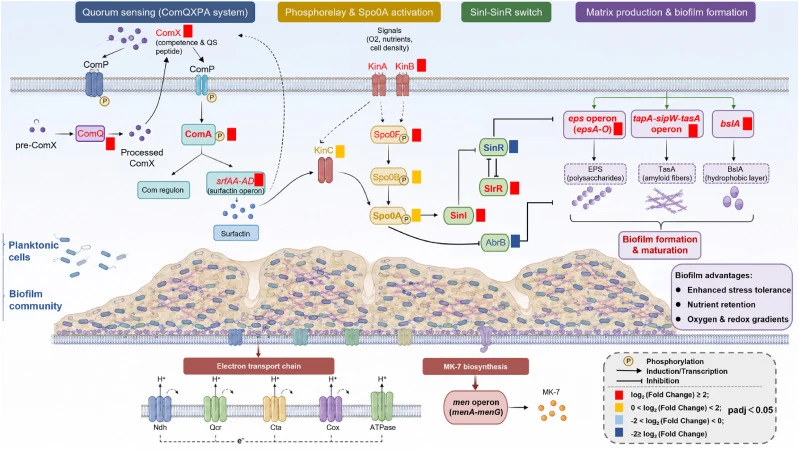 Quorum-sensing- and biofilm-associated regulatory network under static cultivation of Bacillus subtilis 4-11. Schematic summary of the proposed regulatory framework linking ComQXPA signaling, the Spo0A phosphorelay, SinI–SinR regulation, and extracellular matrix formation. Transcript changes under s