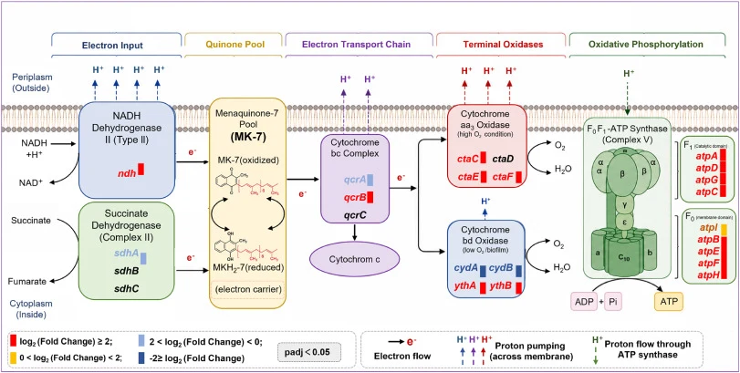 Transcriptional remodeling of respiratory electron transport and oxidative phosphorylation under static cultivation of Bacillus subtilis 4-11. Schematic representation of the respiratory chain and oxidative phosphorylation system connected to the MK-7 pool. NADH- and succinate-derived electrons ente