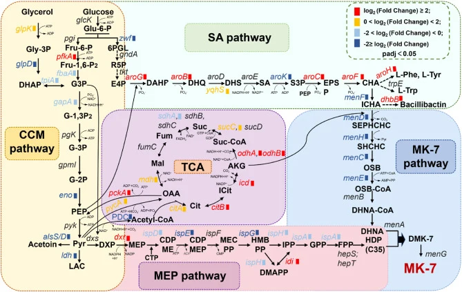 Transcriptional changes in central carbon metabolism and MK-7 biosynthetic pathways under static cultivation of Bacillus subtilis 4-11. The MK-7 biosynthetic network is organized into central carbon metabolism (CCM), the shikimate pathway (SA), the methylerythritol phosphate pathway (MEP), and menaq