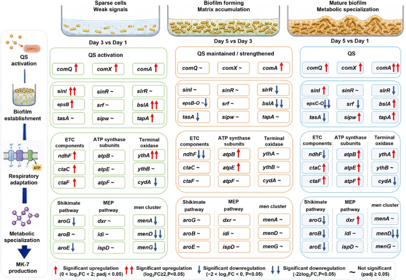 Temporal transcriptional remodeling during static cultivation of Bacillus subtilis 4-11. Time-resolved transcriptomic analysis at days 1, 3, and 5 summarizes selected genes associated with quorum sensing, biofilm regulation and matrix formation, electron transport and ATP synthesis, and MK-7 biosynt