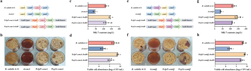 Effects of comA and comQ perturbation on pellicle development and MK-7 accumulation under static cultivation. (a, e) Construction of comA- and comQ-engineered strains, including deletion mutants and overexpression strains driven by the constitutive PclpP or xylose-inducible PxylA promoter. (b, f) Re