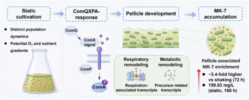 Static fermentation promotes biofilm-associated menaquinone-