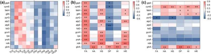 Heatmap of Spearman correlation coefficients between key metabolic genes and humic substance fractions. (a) Dynamic changes in the relative abundance of 13 key metabolic genes during the composting process. (b, c) Correlation matrices between the 13 key genes and humic substances (FA, HA, HS, DP, HI